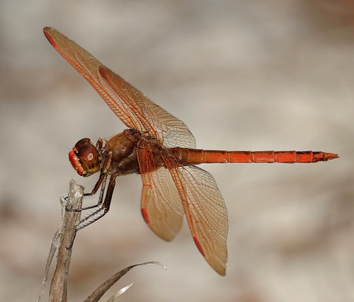 Male
2009_07_12_FL